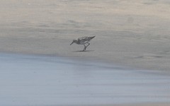 Calidris minuta