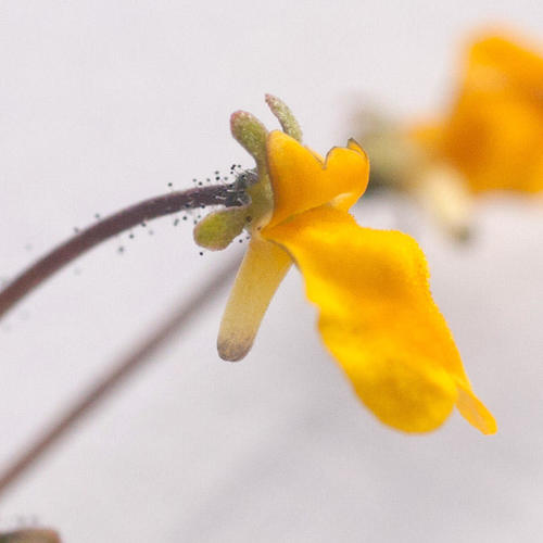 Nemesia pinnata