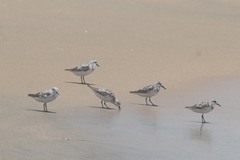 Calidris alba