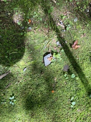 Hygrocybe mucronella