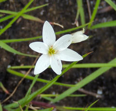 Hesperantha lactea