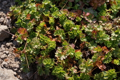 Potentilla brevifolia