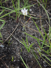 Hesperantha lactea