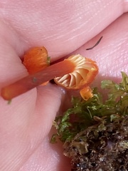 Hygrocybe mucronella