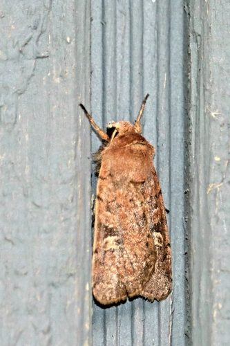 Square-spot Rustic photo 4