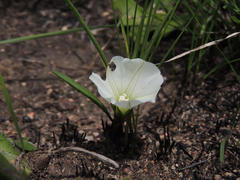 Ipomoea simplex