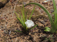 Ipomoea simplex