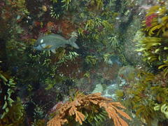 Chirodactylus brachydactylus