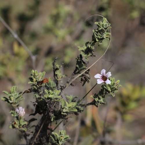 Strobilanthopsis image