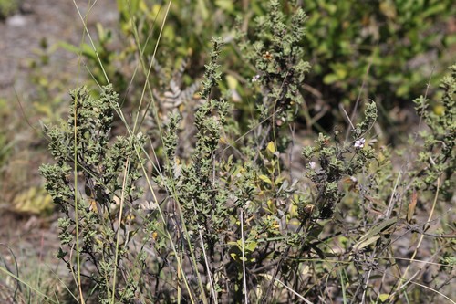 Strobilanthopsis linifolia image