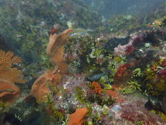 Chrysoblephus laticeps