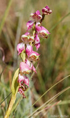 Disperis stenoplectron