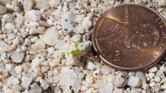 Linanthus maculatus emaculatus