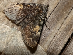 Idia calvaria