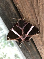 Coronidia orithea