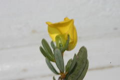 Cyclopia buxifolia