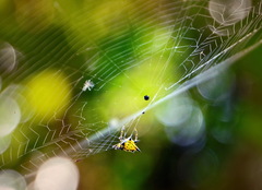 Macracantha hasselti