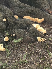 Pseudoinonotus dryadeus