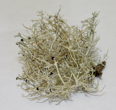 Sphaerophorus venerabilis