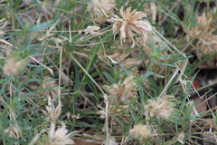 Eragrostis reptans