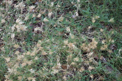 Eragrostis reptans
