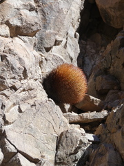 Eriosyce rodentiophila