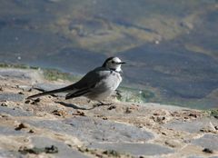 Motacilla alba