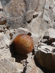 Eriosyce rodentiophila