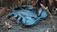 Opisthacanthus capensis