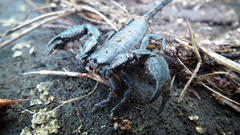 Opisthacanthus capensis