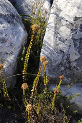 Pseudoselago serrata