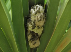 Protopolybia exigua