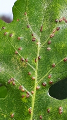 Neuroterus floccosus