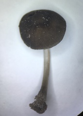 Pluteus seticeps
