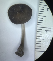 Pluteus seticeps