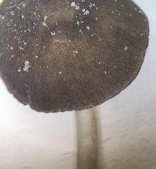 Pluteus seticeps