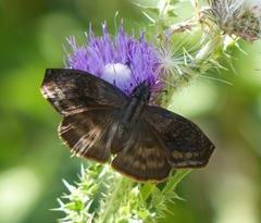 Theagenes dichrous