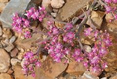 Mesembryanthemum junceum