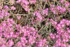 Mesembryanthemum junceum