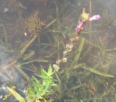 Rotala rotundifolia