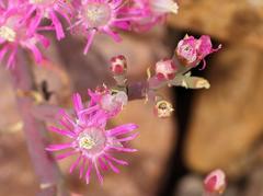 Mesembryanthemum junceum