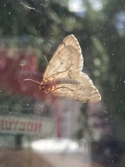 Evergestis pallidata