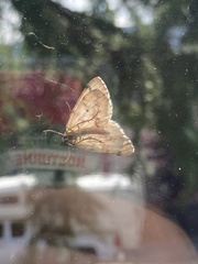 Evergestis pallidata