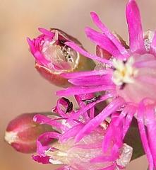 Mesembryanthemum junceum