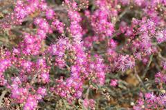 Mesembryanthemum junceum