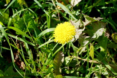 Taraxacum officinale