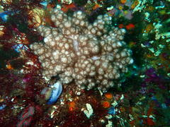 Eunephthya thyrsoidea