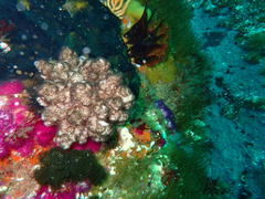 Eunephthya thyrsoidea
