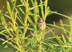 Leptinotarsa lineolata