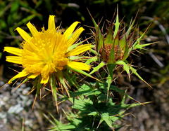 Berkheya cruciata cruciata